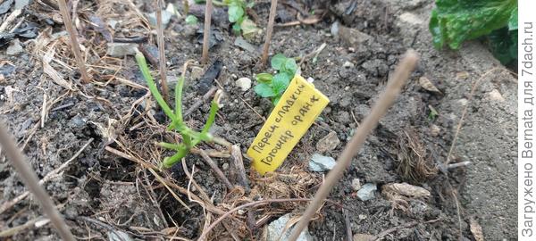 Здесь был Вася...