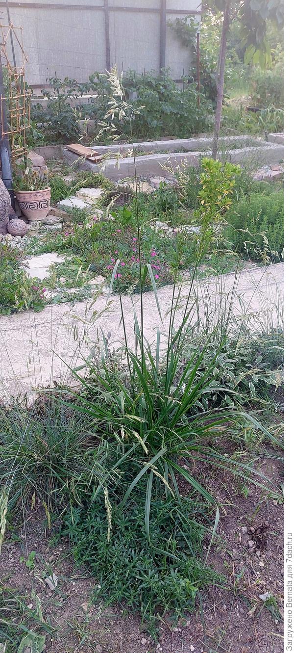 Высота с соцветиями более метра