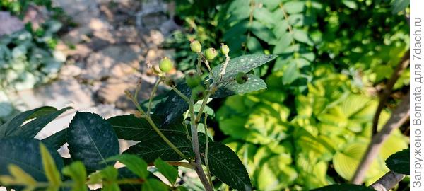 Кое-где есть так...