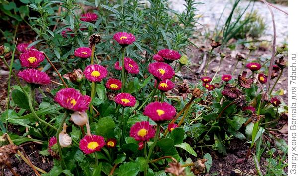 Маргаритки