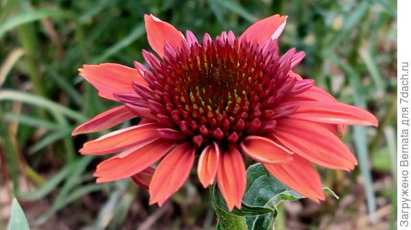 Эхинацея
