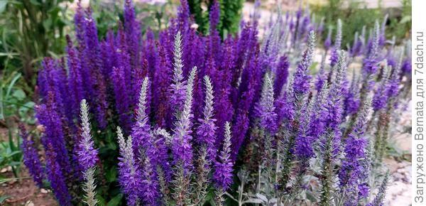 Шалфей и вероника