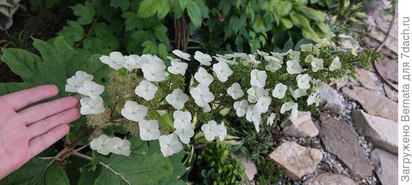 Гортензия дуболистная