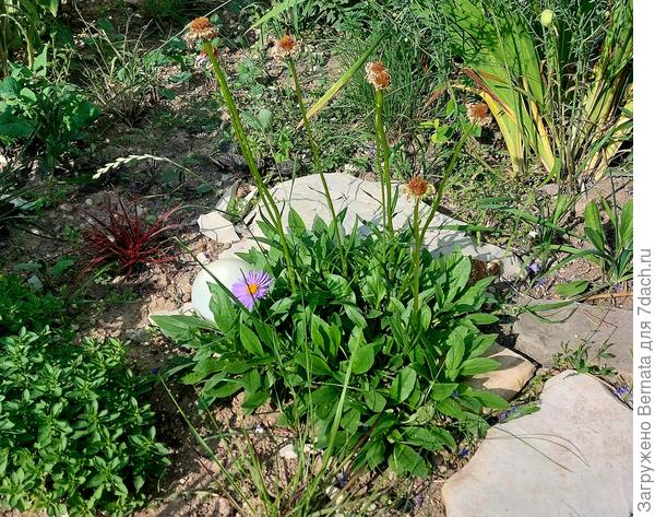 На фото она уже отцвела, но цветоносы торчат...