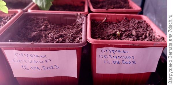 И первая (и единственная) петелька в стаканчиках, куда посев был 18.03