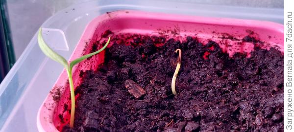 Розовый стакан- 'Медовый '