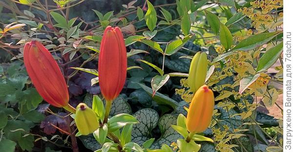 Ещё лилия, но пока в бутонах