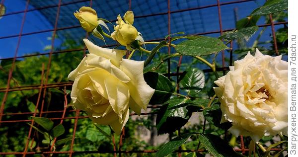 Роза плетистая Эльф