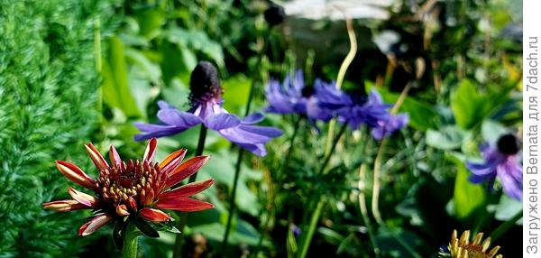 Эхинацея и анемона