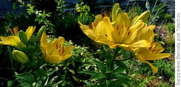 И опять лилии...