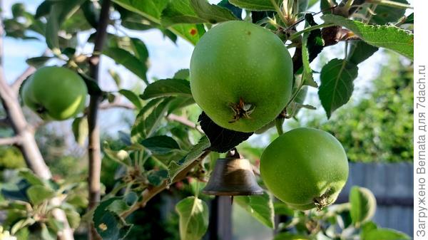 А это яблочки:)