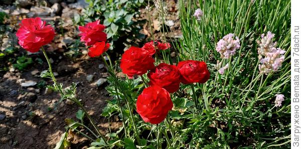 Ранункулюсы