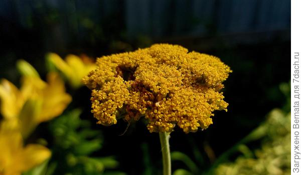 Тысячелистник