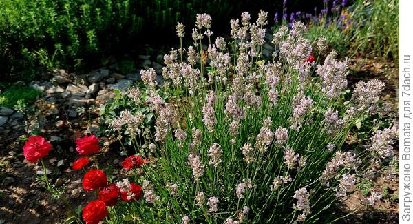 Розовая лаванда