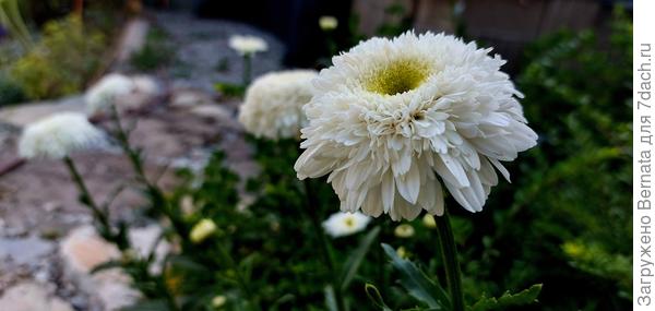 Нивяник Фиона Гогхилл