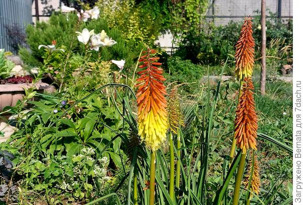 Опять книфофия...