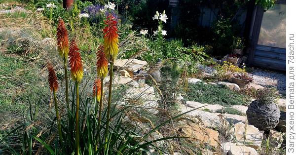 Раскидала по всему двору, пусть растёт и радует зелеными кустиками зимой,  у нас она вечнозеленая