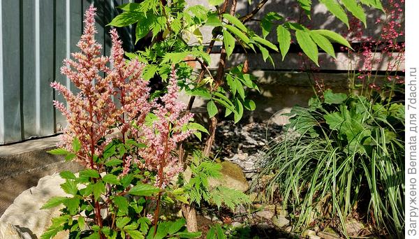 А эта цветёт...