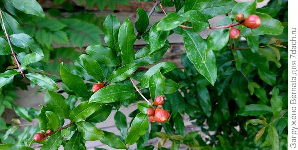 Гранат пока в бутонах