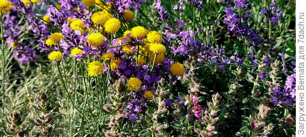 Сантолина, лаванда, дубровник