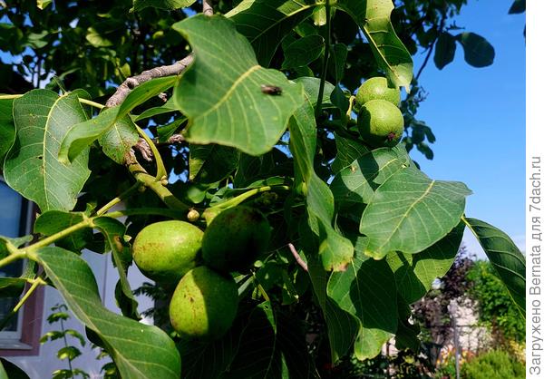 Грецкие орешки и муха:)