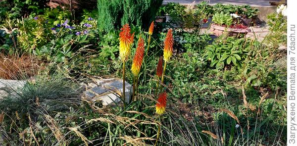 Снова книфофия