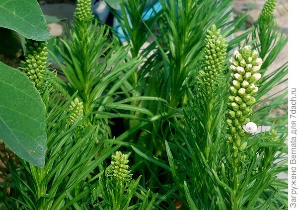 Лиатрисы пока в бутонах