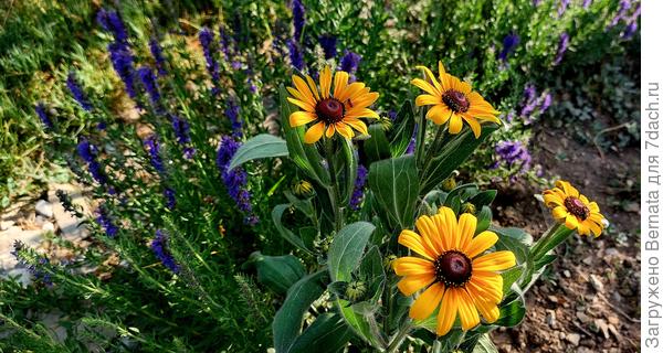 Рудбекия и иссоп