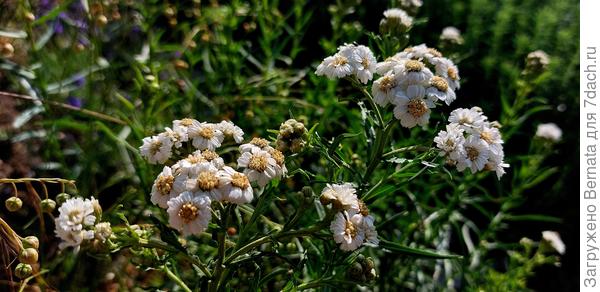 Тысячелистник