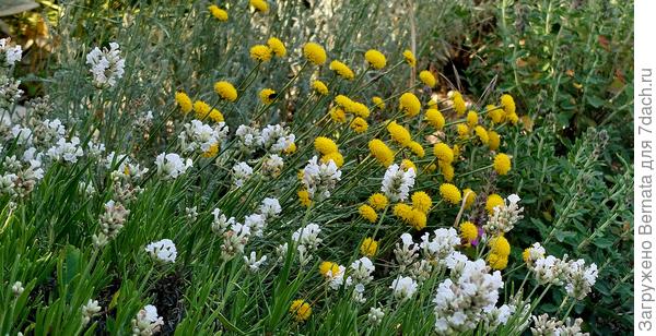 Белая лаванда и сантолина