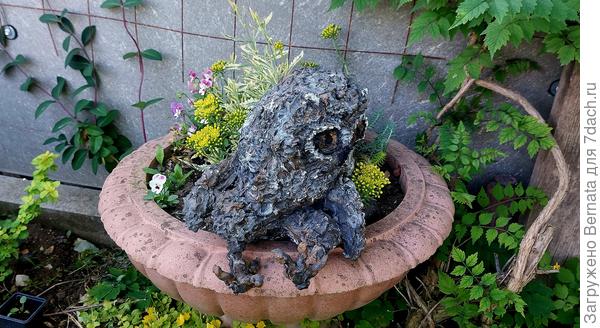 Сова Глафира в контейнере с пестролистной лавандой и виолами-самозванками