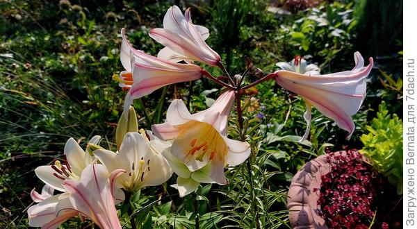 И опять лилии...