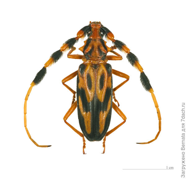 Из интернета- усач-дровосек