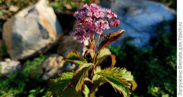 Спирея Криспа