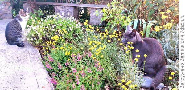 Созерцатели:)