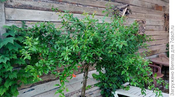 Деревце сформировала в 4 ствола, но высота пока менее 2 метров