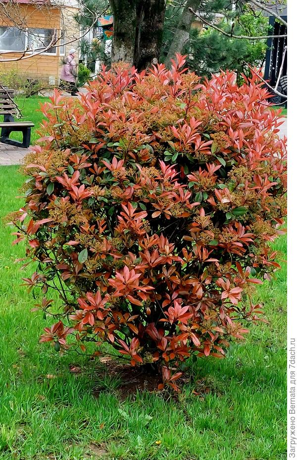 Но есть и медно-бронзовые