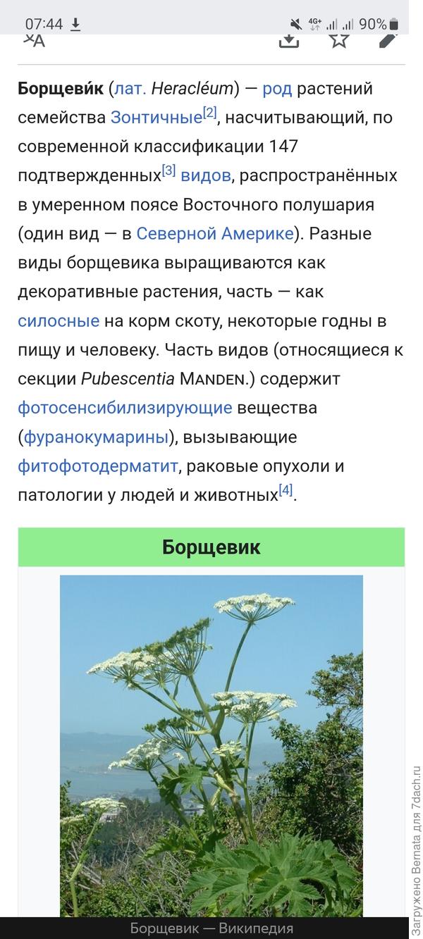 Кто знает название растения, которое вызвало у меня аллергию? - ответы  экспертов 7dach.ru