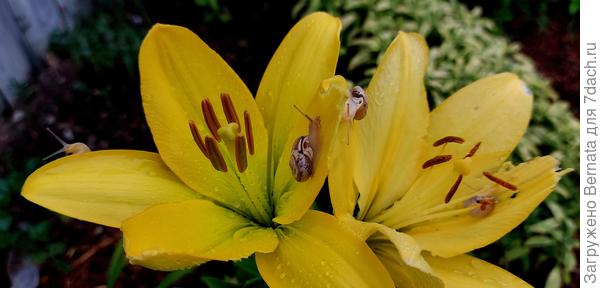 Сосчитай улиток:)