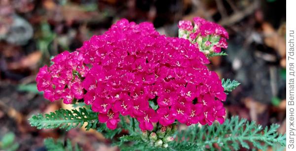 Тысячелистник