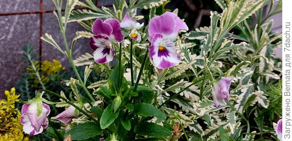 Виолка и лаванда