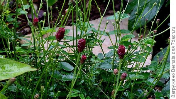 Кровохлебка