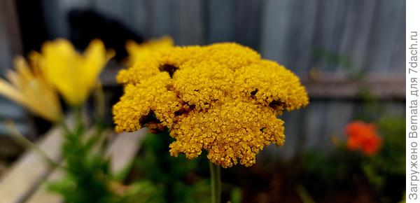 Тысячелистник