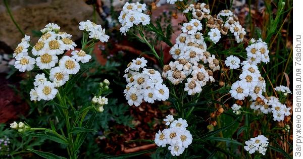 Тысячелистник