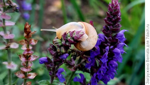 Улитка на шалфее