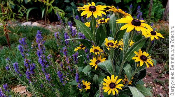 Иссоп и рудбекия