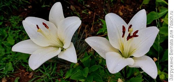 Лилии