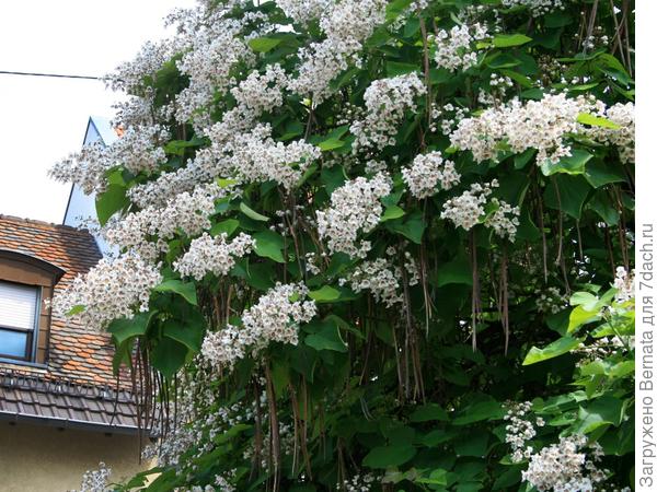 Из интернета