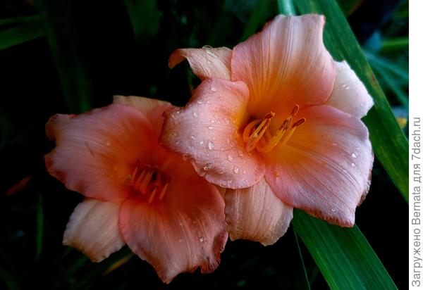 Во всем  удачи и здоровья!