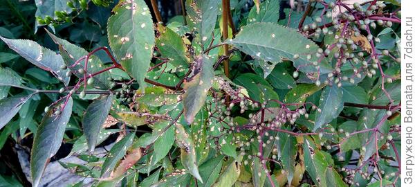 Или это какая-то болячка?